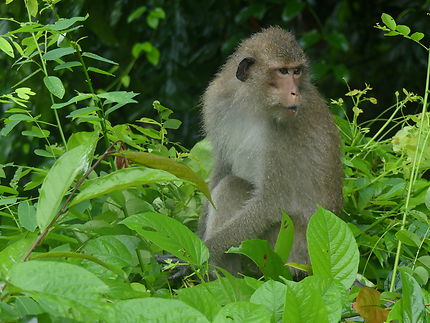 Macaque sur la route de Bang Bao Bay
