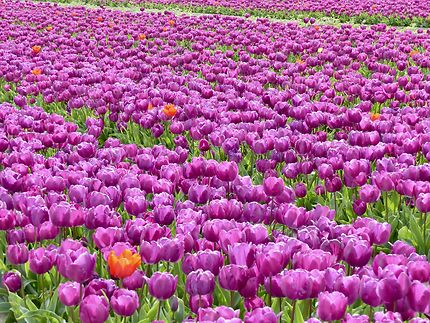 Des champs de tulipes à perte de vue 