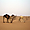 Dromadaires du Sahel