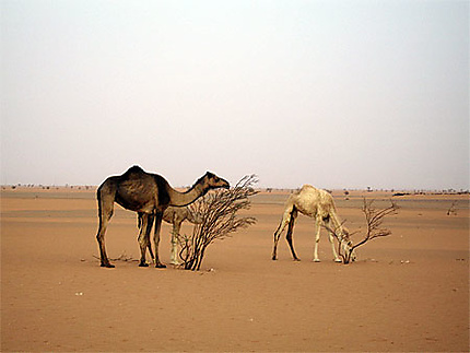 Dromadaires du Sahel