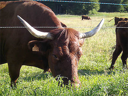 Vache des Vosges
