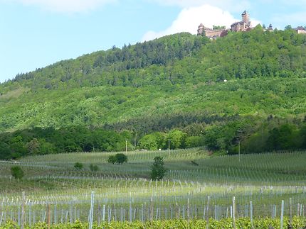 Surplombant les vignes d'Alsace