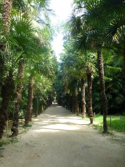 Allée de palmiers majestueux, bambouseraie