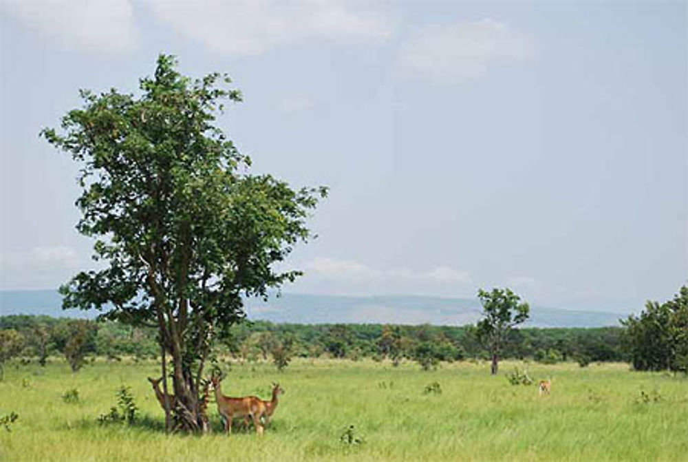 Antilopes