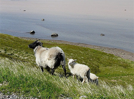 Brebis et ses petits dans le fjord de kaldalon