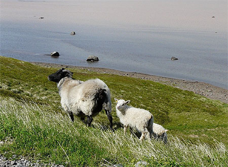 Brebis et ses petits dans le fjord de kaldalon Brebis et ses petits dans le fjord de kaldalon