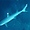 Requin pointe blanche   