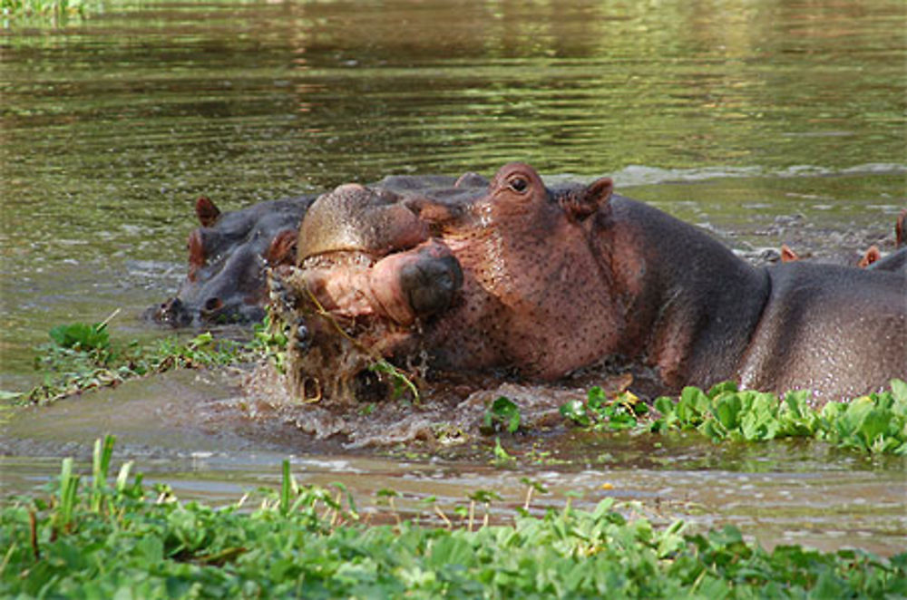 Hipo et son bébé