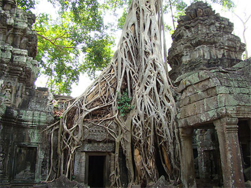 Temple Ta Phrom envahi par les racines tentaculaires des fromagers