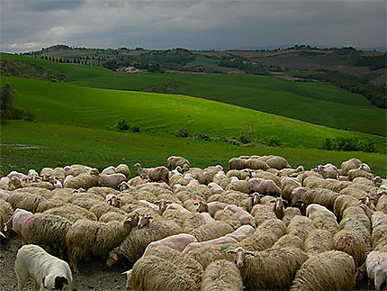 Moutons en Toscane