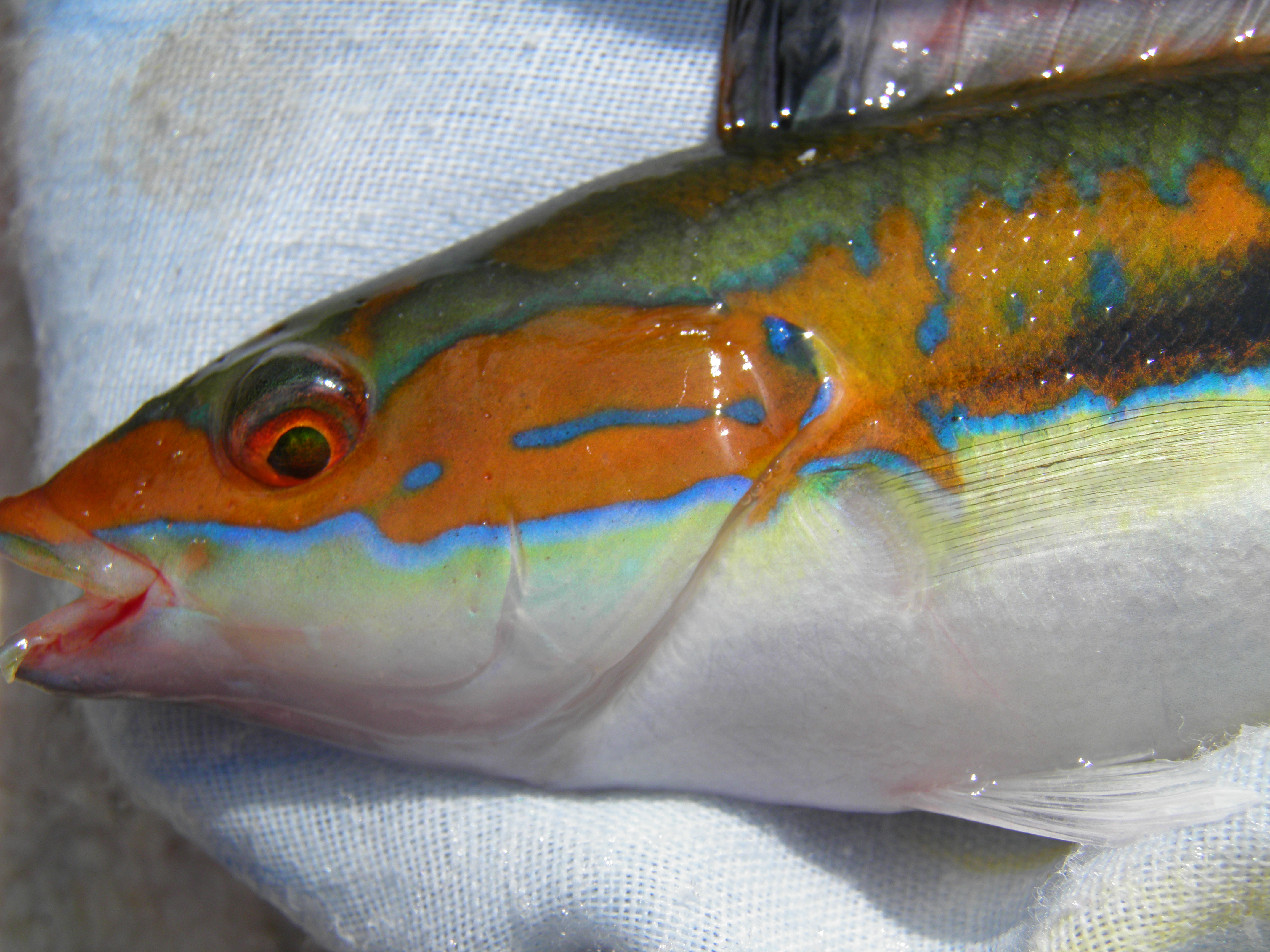 Pêche Pêche