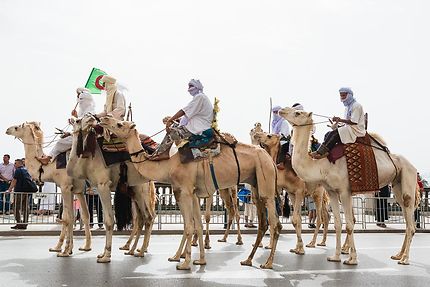 Alger, 05 juillet 2018 : les chameaux