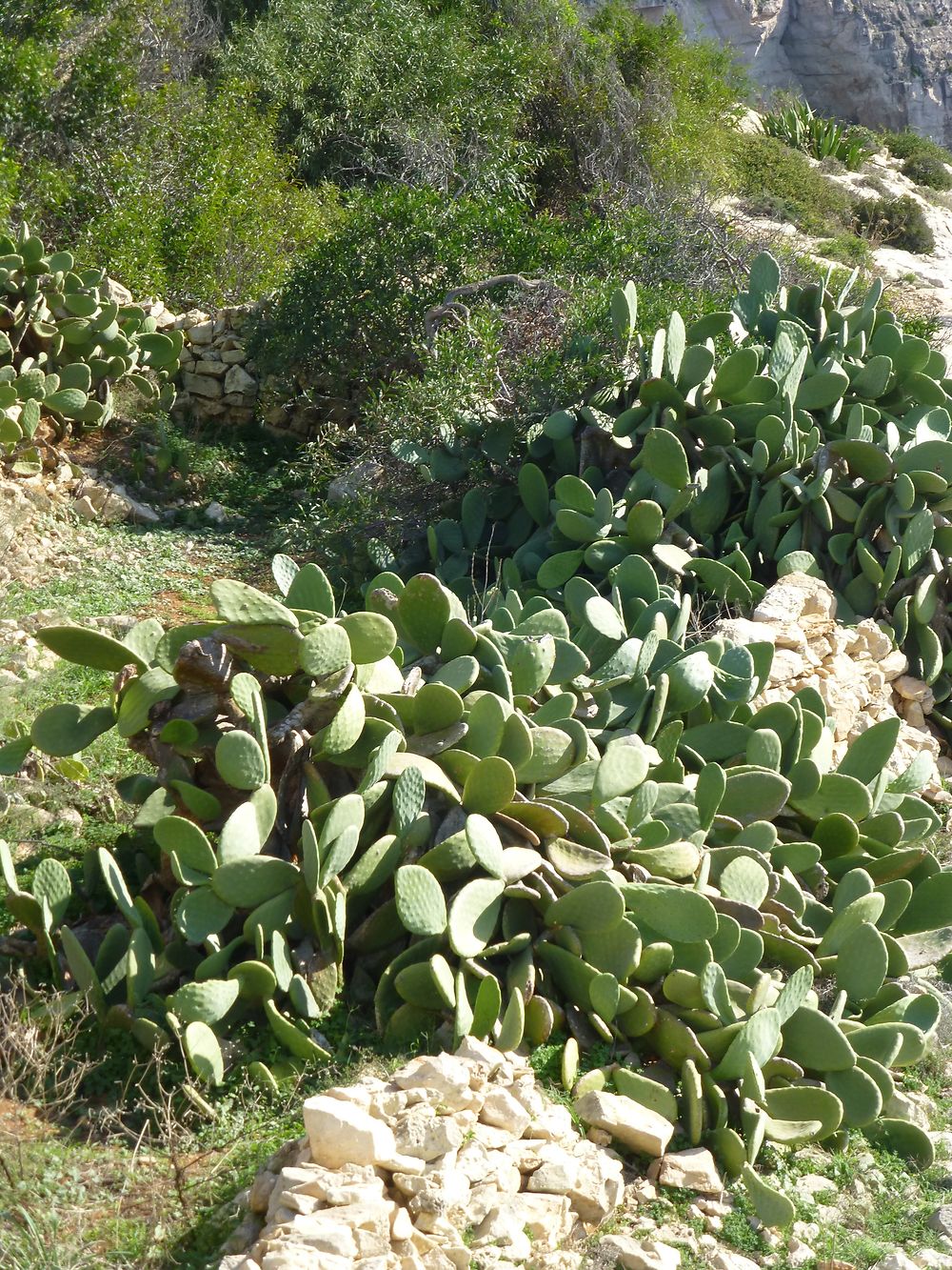 Figuier de barbarie à la Grotte Bleue, Malte