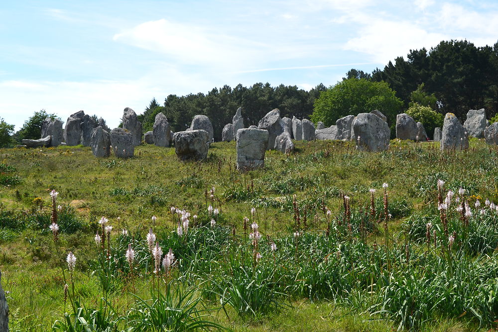 Les menhirs de Carnac