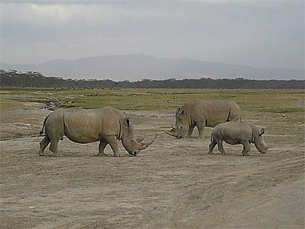 Bébé rhinocéros et ses parents