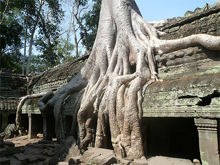 Temple Ta Phrom envahi par les racines tentaculaires des fromagers Temple Ta Phrom envahi par les racines tentaculaires des fromagers
