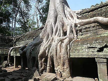 Temple Ta Phrom envahi par les racines tentaculaires des fromagers
