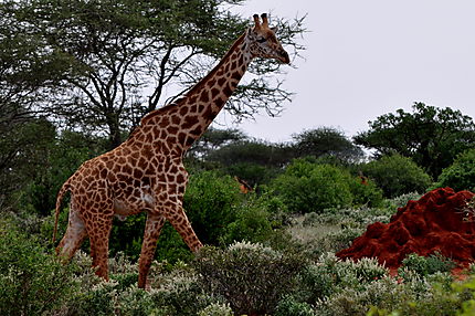 Girafe dans la brousse