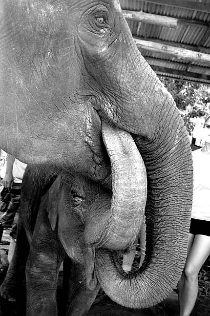 Journée aux petits soins des éléphants