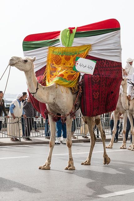 Alger, 05 juillet 2018 : le chameau décoré