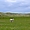 Mouton dans la campagne nord-écossaise
