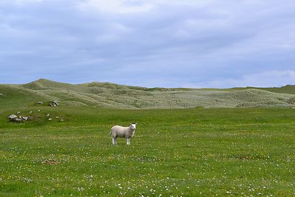 Mouton dans la campagne nord-écossaise