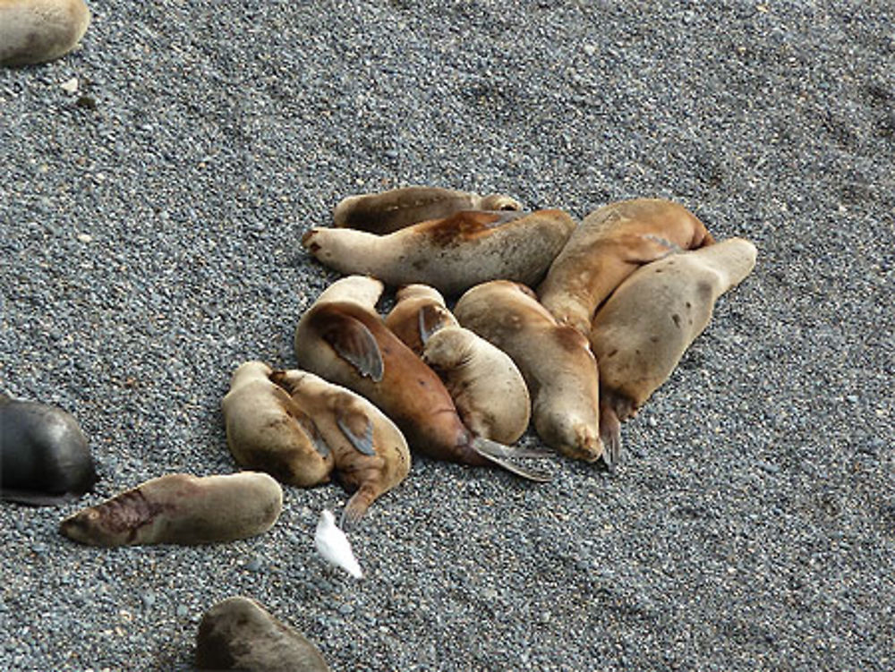 Le repos des lobos