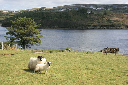 Les moutons (Teelin-Donegal)