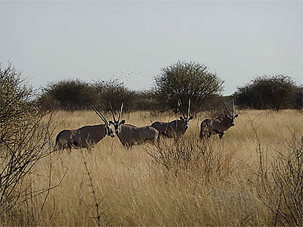 Quatre oryx