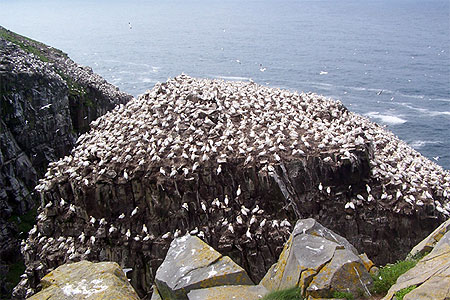 Le roc aux oiseaux "Bird Rock" Le roc aux oiseaux "Bird Rock"