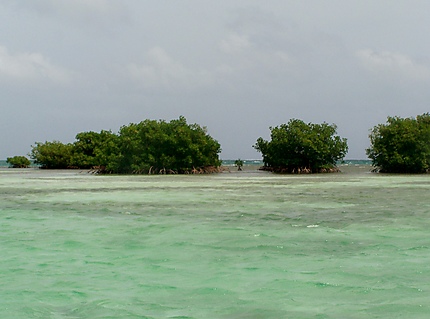 Au large vers la mangrove
