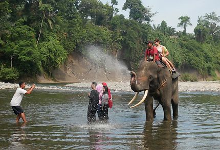 La réserve d'éléphants de Tangkahan