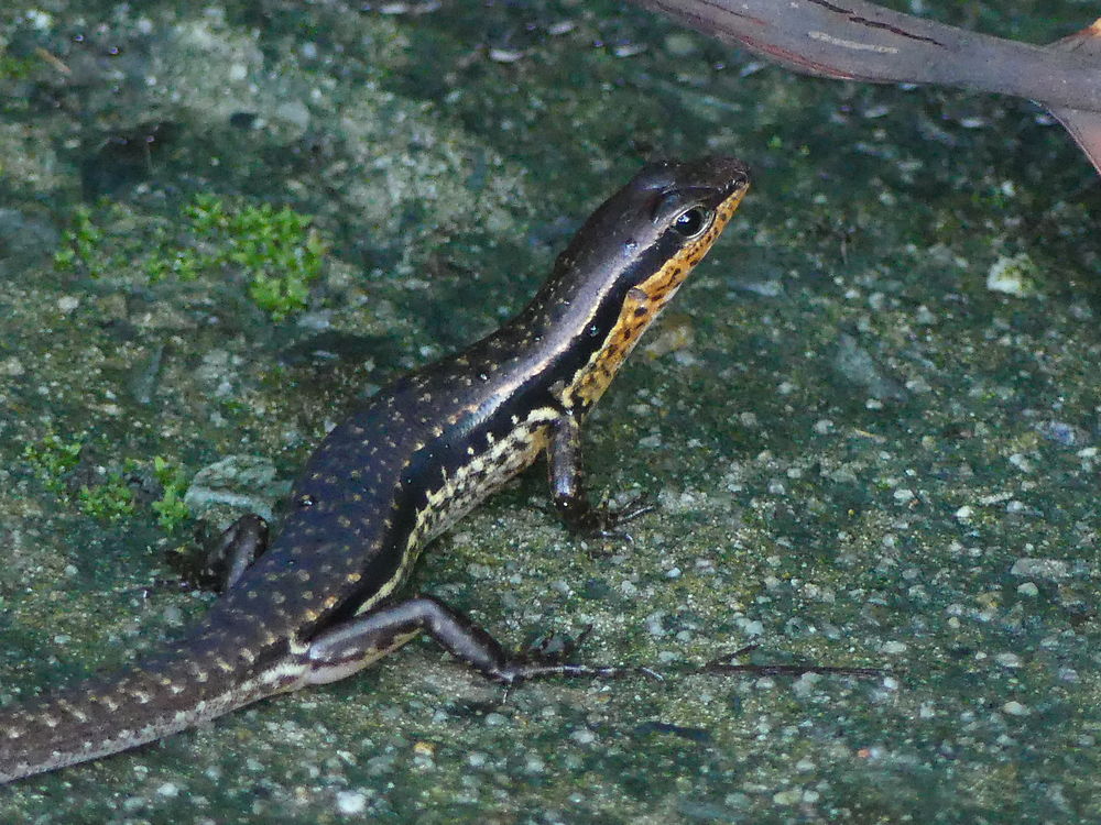 Lézard au bord de la jungle