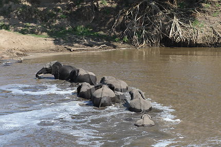 Les éléphants traversent la rivière Mara