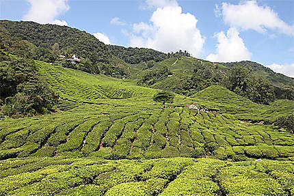 Plantation de thés