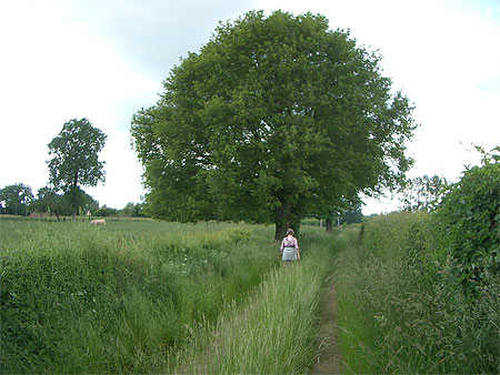 Nature Nature