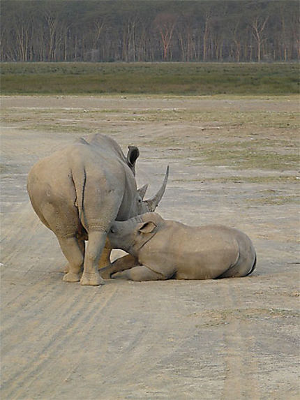 Bébé rhinocéros qui tète