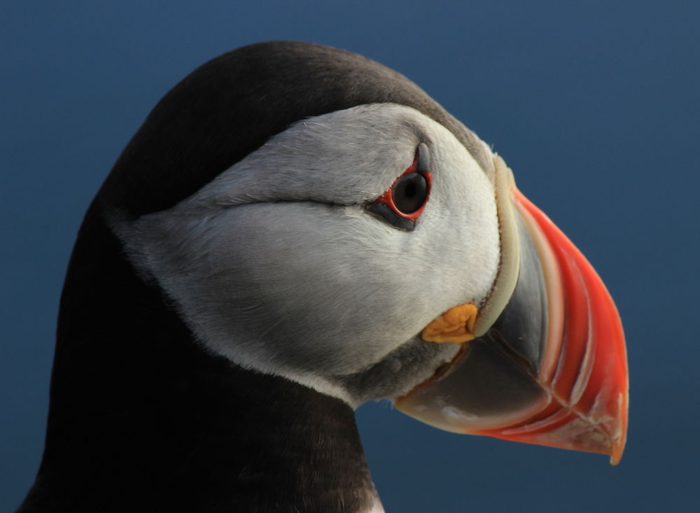 Macareux d'Islande