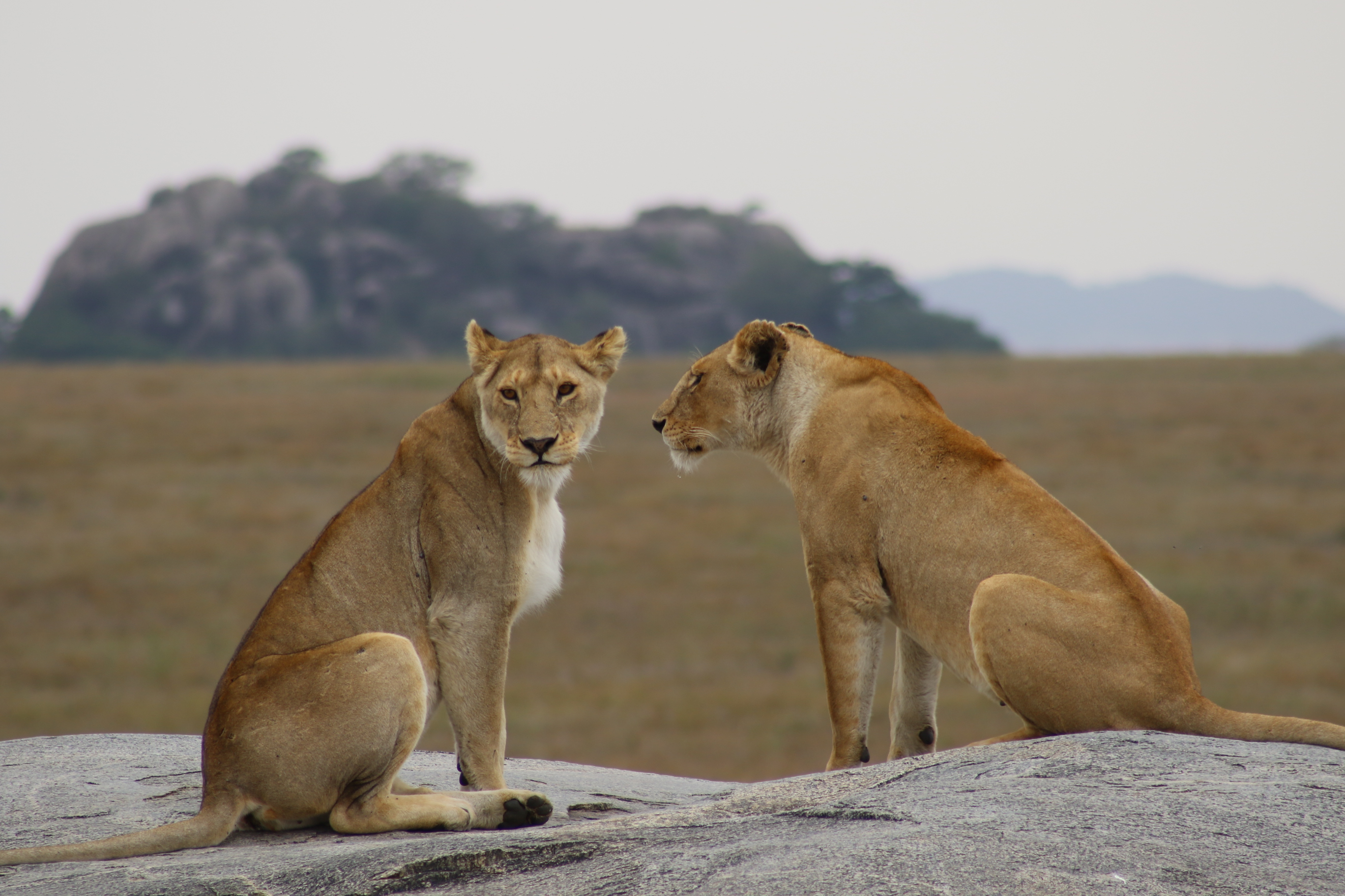 Lionnes