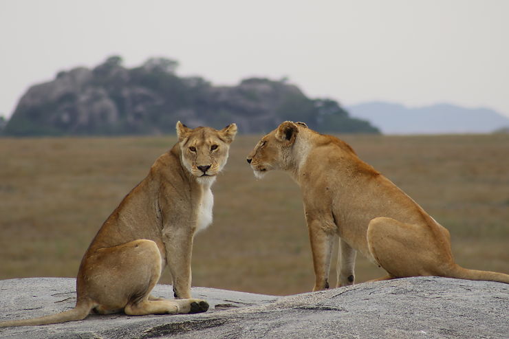Lionnes, Parc national du Serengeti, Tanzanie