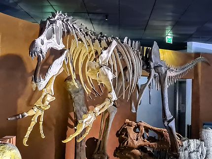 Tyrannosaure  au muséum de Tlse 