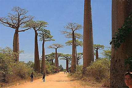 La fameuse allée de baobab