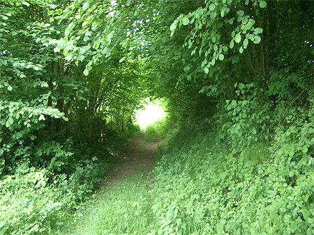 Nature Nature