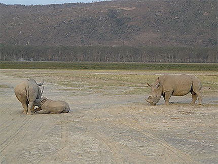 Bébé rhinocéros tète pendant que le papa veille