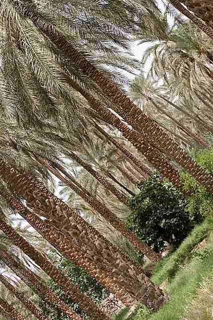 Tolga - Colonnes de palmiers