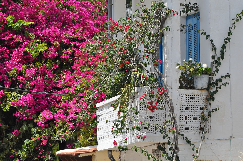 Balcon fleuri à Fodele