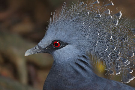 Pigeon goura couronné Pigeon goura couronné