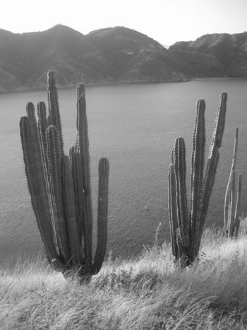 Cactus colombiens