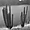 Cactus colombiens