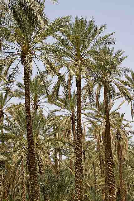 Tolga - Palmiers dattiers